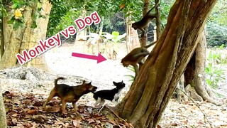 How To Make Funny Monkeys Play With Dogs, Laugh Can't Stop Joker Monkey Make Funny With Dogs