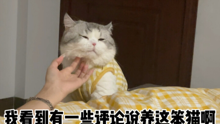 关于我家猫有点笨这件事