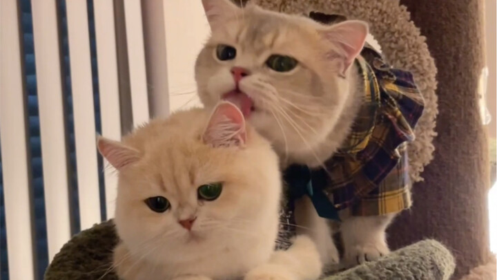 Don’t make your girlfriend angry—even a little cat knows that.