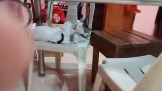 Cutie spot 😻😻