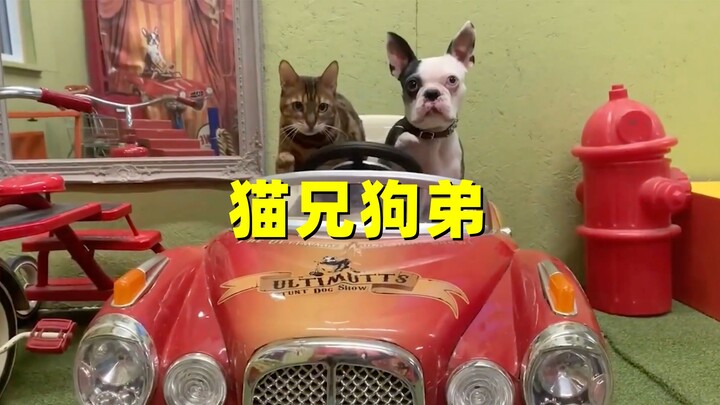 Chú mèo và chú chó hòa thuận nhất thế giới còn cùng nhau trượt ván, lập nên kỷ lục Guinness Thế giới