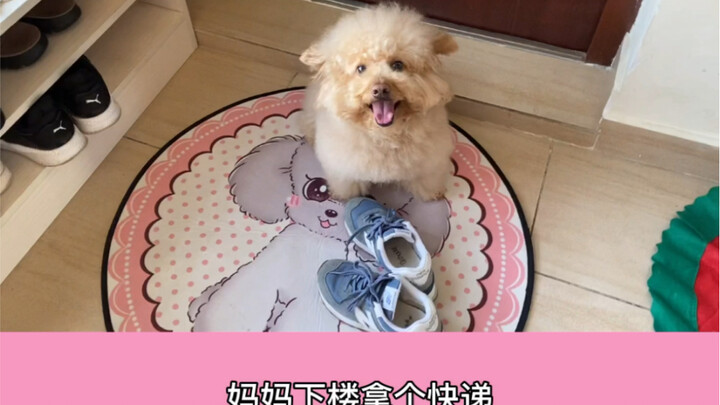 The Thrifty and Frugal Dog