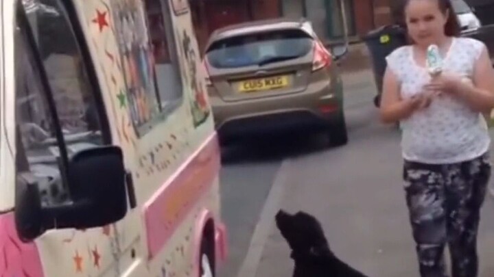 The pup thought you had to queue to get ice cream—but the boss still handed it over anyway!