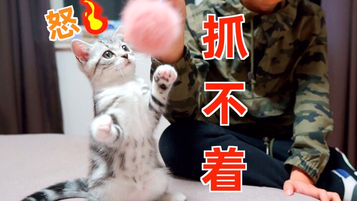 A stick that a cat can never catch—this drives the cat absolutely berserk!