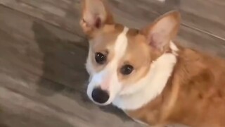 الجرو لا ينظر أبداً إلى الطريق، لأن عينيه لا ترى سوى أنت!