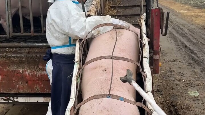 จูจู: พวกคุณกำลังเรียนรู้เกี่ยวกับภาคเหนือของเมียนมาร์อยู่เหรอ?