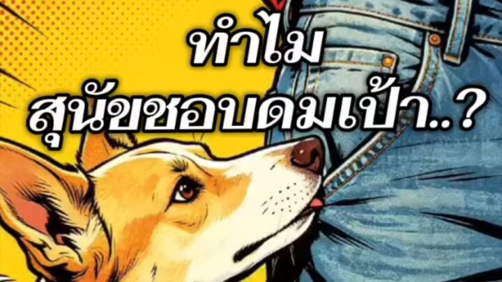 ทำไมสุนัขชอบดมเป้า