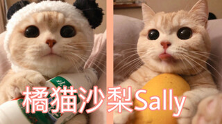 猛男必看！从小可爱到大的橘猫沙梨Sally视频&图片合集！！