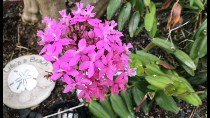 five star orchid