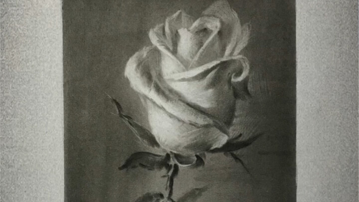 【ภาพสเก็ตช์หุ่นนิ่ง】วาดดอกไม้สักใบ