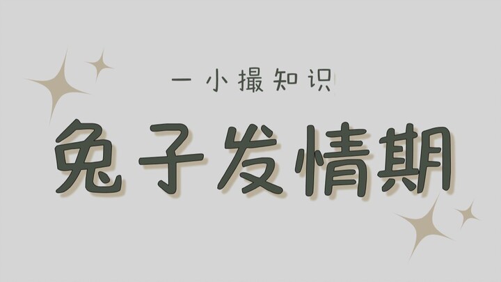 兔子发情期有多久，不要问，一年四季都会