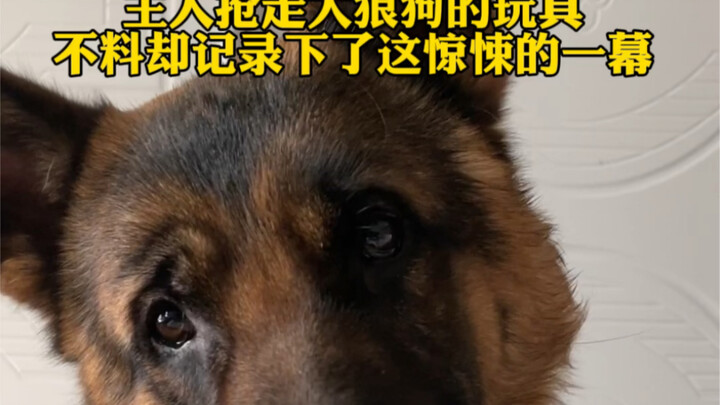 Don’t wait until it’s too late to regret it: The moment a big dog’s true nature is laid bare—familie