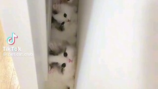 แมว