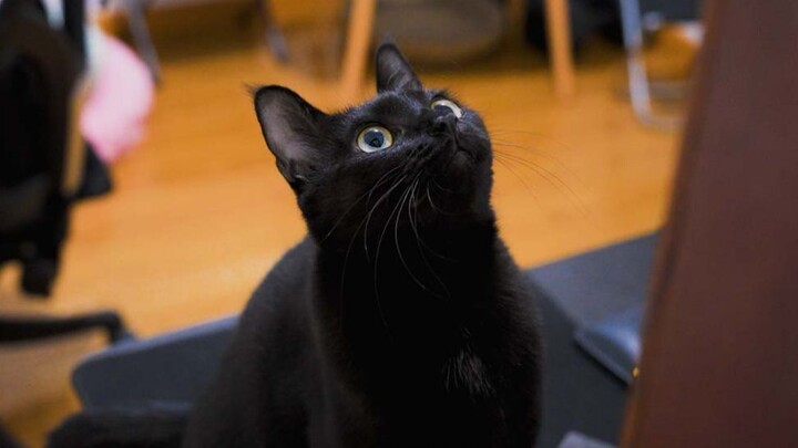 Vào xem mèo công chúa nào!