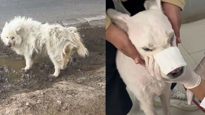 A stray Samoyed drinks dirty water and eats rotten meat, clinging to a man’s leg and begging to be t