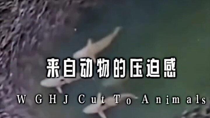 ความรู้สึกกดดันจากสัตว์!