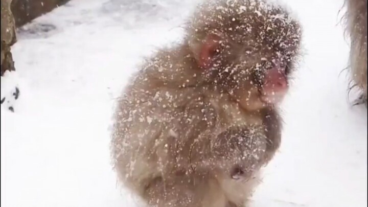 Wukong in the eyes of Patriarch Bodhi