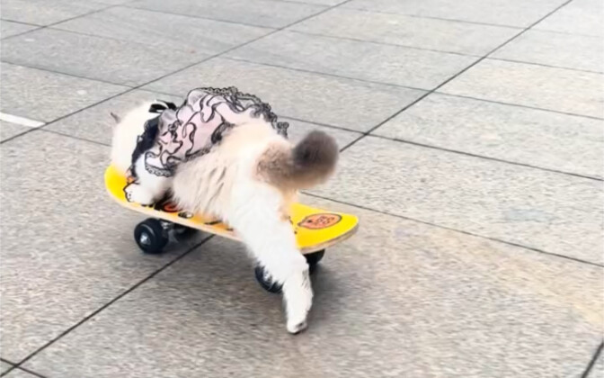 Đi đường gặp một con mèo, trông có vẻ khá lợi hại.