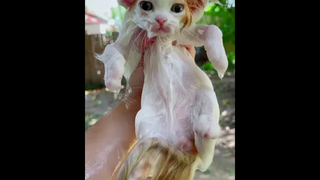 ไอต้าววว