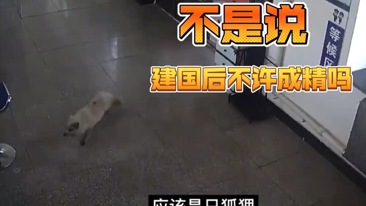 "มีปัญหาให้หาตำรวจ" ได้แพร่หลายไปถึงโลกของสัตว์แล้ว จนกระทั่งลูกจิ้งจอกตัวน้อยถึงกับวิ่งเข้าไปขอความ