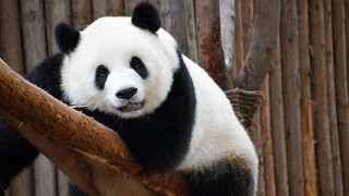 【大熊猫萌萌】萌三岁，你真的有三岁吗？？？