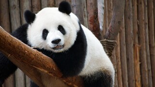 [Panda Mengmeng] Mengmeng, Are You Sure You're Three?