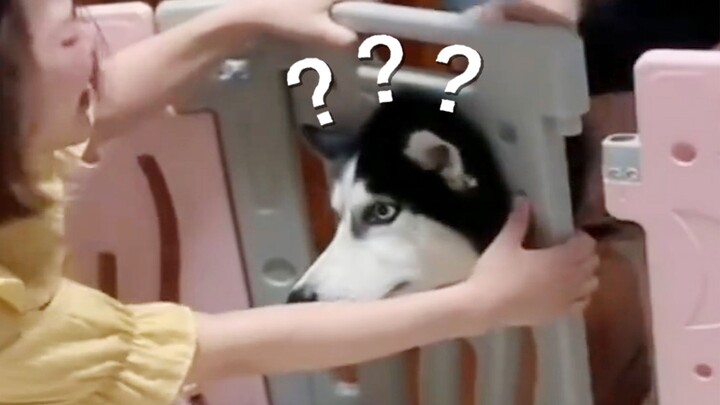 “Chắc đây chính là lý do mình thích thú cưng”