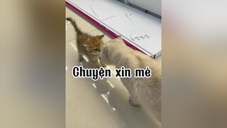 Hazzzz Mong em bé tìm được chủ chứ thương lắm cat mèo