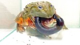 Bullfrog Terkencing-kencing Saat Makan Kaki seribu
