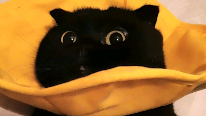 هل هذا مُرشح متحرك تناول ثمرة "الظلام الدامس"؟ بل إنه إصدار بلس أيضًا!