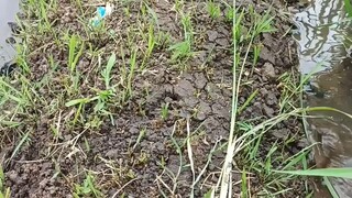 ngurek belut sawah