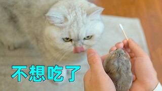 小仓鼠嘴里实在太臭，主人忍不住用棉签捅开清理，发现藏了满满一嘴屎