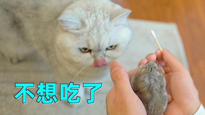 小仓鼠嘴里实在太臭，主人忍不住用棉签捅开清理，发现藏了满满一嘴屎