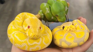 Bayi ular piton dan anaconda yang baru lahir sangat lucu sampai-sampai mereka ingin diremas hingga b