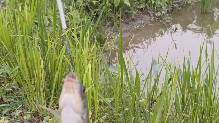 fishing
