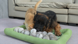 The cat mom is so surprised! The German Shepherd takes better care of the kittens than she does.
