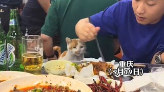 While having barbecue with friends, a man spotted a cat and was surprised to see his thoughtful frie