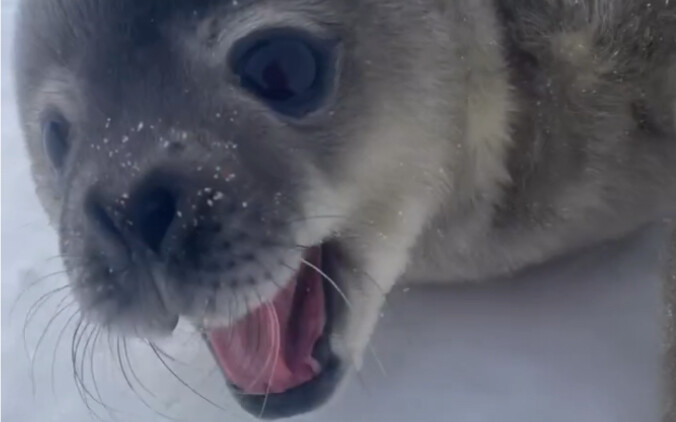 After waking from a long dream, this bionic Wedelmom has mastered the “Mer Language” of the electric