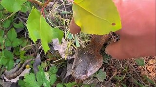 What kind of creature is this? It's so strange!