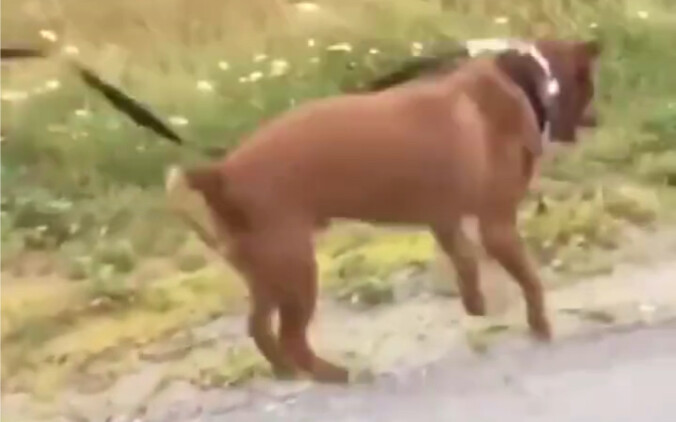 If only people could be half as happy as dogs!