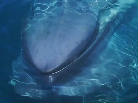 Cá voi xanh tựa như một kiệt tác sự sống được thiết kế tinh xảo, trưng bày trước thế giới trí tuệ si