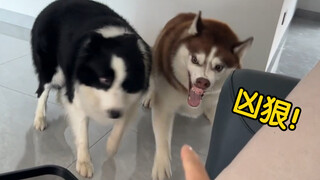 哈士奇：你很会打吗？小瘪三！