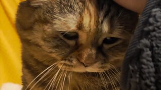 I asked the cat, it said touch it as you like