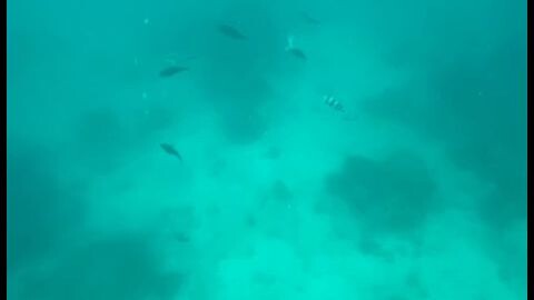 The beautiful under the sea #Theblueprintcommunity