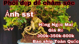 0979217639  Tuyền |  hồng ngọc mai bonsai giá rẻ - 300k-350k-800k báo ship toàn quốc