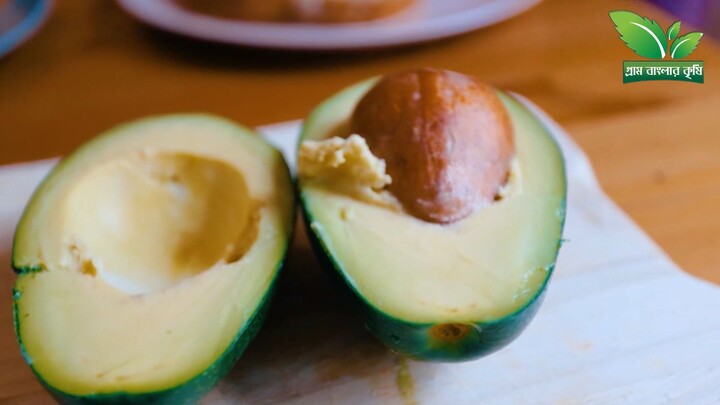 এভোকাডো চাষে সফল চাষিরা । Avocado in BD