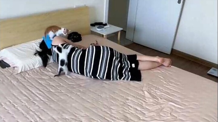 Muốn tháo pin của hai bé mèo này quá, giờ mới hiểu gia đình đông con vất vả thế nào, đến ngủ một giấ