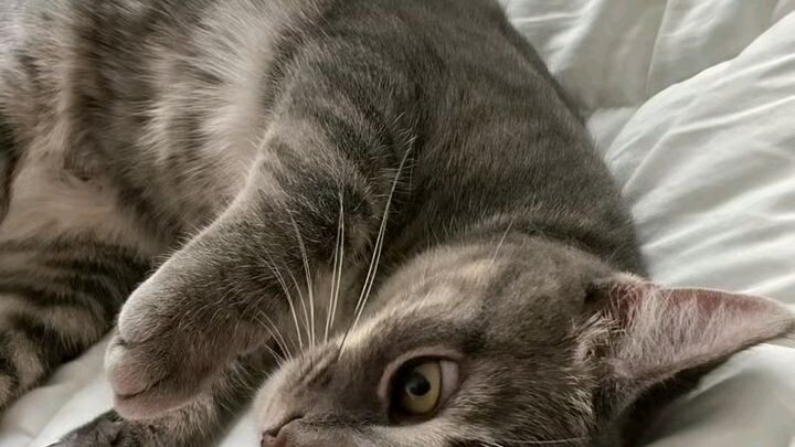 tutorial manggil kucing