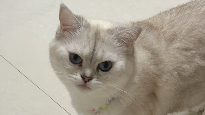 Cái tên tệ hại và chú mèo tệ hại nữa