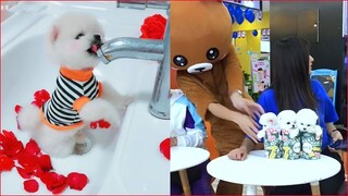 Funny and Cute Dog Pomeranian 😍🐶| Funny Puppy Videos #57